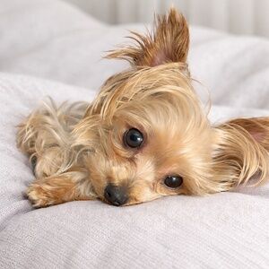 Meet your Posher, Isabella